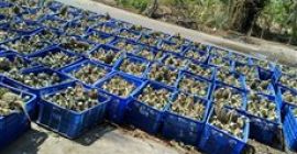 Tamaño 300 gramos de calidad dulce amarilla garantizada Piña