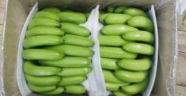 Producto: Pulpa de plátano Cavendish Longitud de la punta: