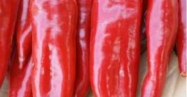 Venta de pimiento rojo Origen de las mercancías Turquía