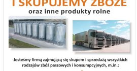 Venderé cereales para consumo y consumo: trigo, triticale, cebada,