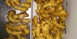 1. Peso: 100 ga 150 g, 200 ga 250