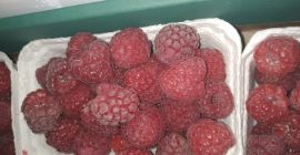 Frambuesa, fresca, bonita, jugosa, dura.