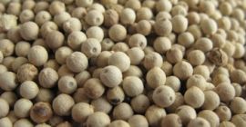 Pimienta blanca con especias naturales Este proveedor también admite