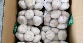 Detalles rápidos Tipo: Ajo Tipo de producto: Liliaceous Vegetabless