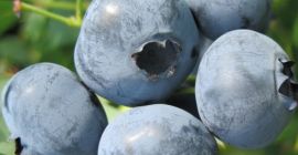 Venderé fruta de arándanos de nuestra propia plantación orgánica