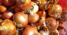 Para la venta cebollas Calidad excelente Precio por kg