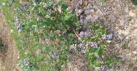 Hola, tengo que vender arándanos americanos, blucrop, blugold, variedades