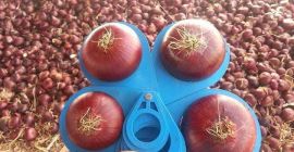 Cebolla amarilla a la venta a un precio de