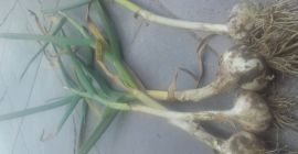 Venderé harnas de ajo, tamaño de la cabeza de