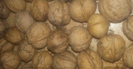Venderé nueces, sin cáscara, secas 2018 aproximadamente 100 kg.
