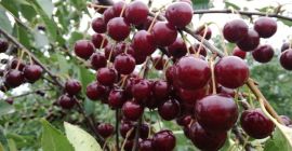 Venderé hermosas cerezas, desde 1 ton. La mejor colección