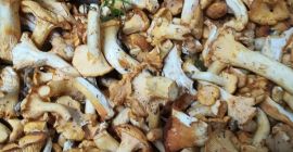 Venderé el vellón del bosque, el bolete de champiñones,
