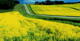 Planta Activa ACS. ACTIVADOR DE DESARROLLO VEGETAL CORRECTO. Concentrado