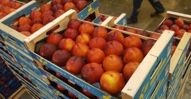 La compañía de frutas Fia Gogot en Grecia Salonik