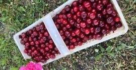 Venderé cerezas Kelleris / Lutowka. Precio: 3zl / kg.