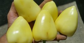 Cangrejo de pimienta a la venta - cosecha 2019