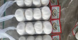 Exportación de ajo chino y ajo blanco puro Tamaño