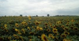 Venderé girasol en el tronco con 4 ha.