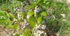 Tengo a la venta fruta dulce y fresca de