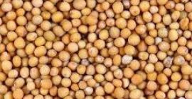 MUSTARD Tipo de producto: Hierbas y especias individuales Estilo: