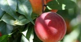 Venderé fruta fresca y madura de la variedad de