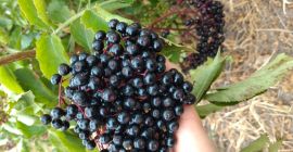 Venderé unos 500 kg de fruta de saúco.