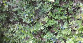 Hola, vendo bayas sucias de montaña.