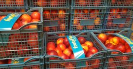 Fia Gogot Fruit ofrece nectarina fresca y durazno del