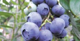 VENDERÉ FORMULA AMERICANA DE CULTURACIÓN PROPIA