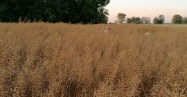 Gorczyca desde 2019 unas 15 toneladas.