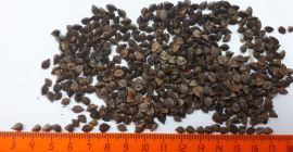 Importaciones de trigo sarraceno, grandes cantidades, contaminación hasta 3%,