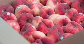 Triste procesado en organi de Polonia