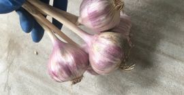 Tengo ajo polaco - variedad &#39;Harnaś&#39;.