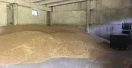 Prodavam Hlebna Variedad de trigo Sofu 180 toneladas Meister-60