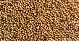 Prodavam cilantro en granos Origen del producto Bulgaria Cantidad