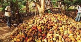 Granos de cacao orgánicos de África a un precio