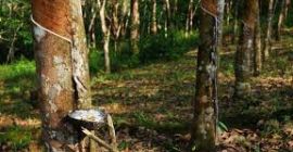 Siendo uno de los mayores productores de caucho natural