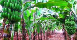 Actualmente estamos en la cima de nuestra cosecha de