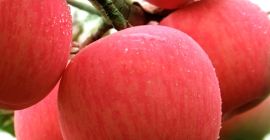 Manzana roja fresca de Fuji de primera calidad disponible