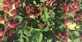 Venderé fruta, zarzamora sin espinas.