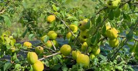 Somos agricultores de Letonia con más de 20 años