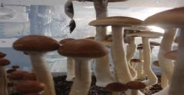 Hypsizygus Marmoreus Mushrooms Package: 150g * 40 / ctn,