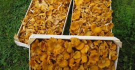 Venderé un rebozuelo fresco de 1000 kg.
