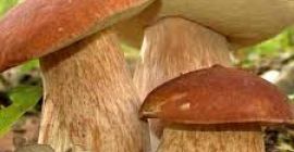 Boletus secos, 10 kg.
