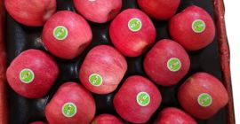 Manzana roja fresca de Fuji de primera calidad disponible