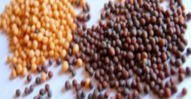 Precio barato de semilla de mostaza blanca / negra