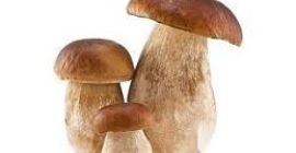 Esquejes de boletus secos Contáctenos directamente a través de