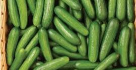 Especificaciones del pepino fresco de EE. UU. ETAPA 1