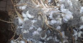 Venderé ajo Harnaś polaco, calibres de 4+ a 5.5+.