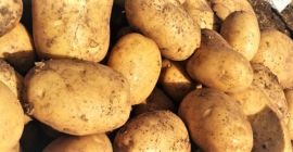 Patatas Agria de la variedad Agria + 40 mm